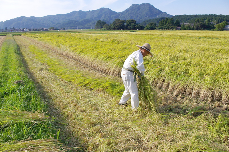 無農薬米 稲刈り終わりました