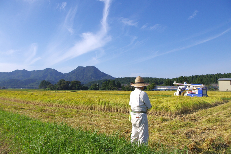 無農薬米 稲刈り終わりました