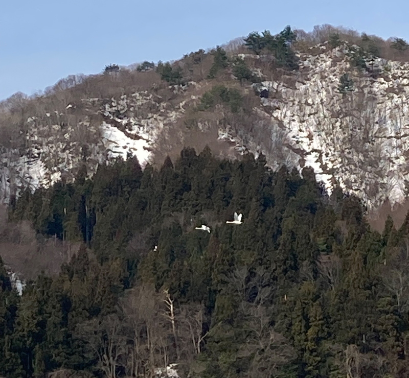 冬の使者　関川村にもやってきました！