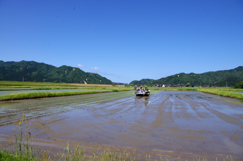 令和5年産 岩船産コシヒカリ 無農薬米 田植え