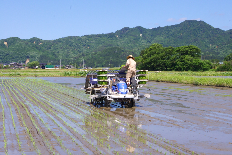 令和5年産 岩船産コシヒカリ 無農薬米 田植え