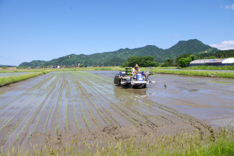 令和5年産 岩船産コシヒカリ 無農薬米 田植え