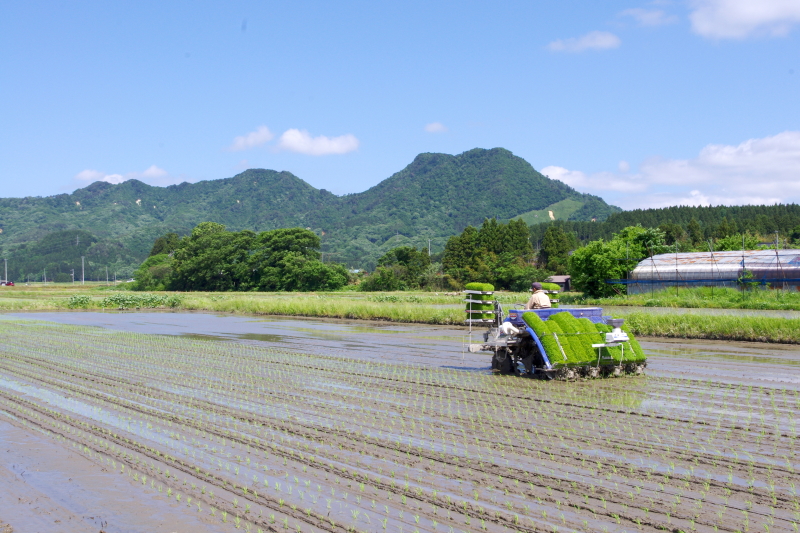 令和5年産 岩船産コシヒカリ 無農薬米 田植え