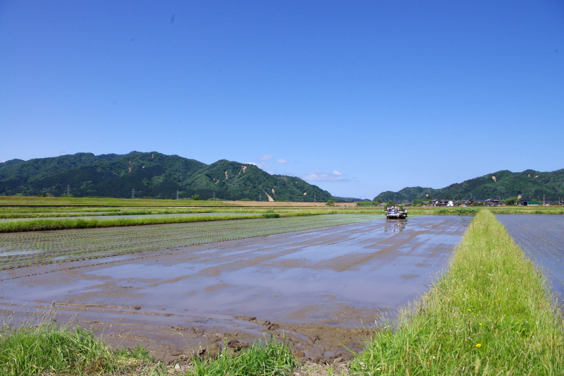 令和5年産 岩船産コシヒカリ 無農薬米 田植え