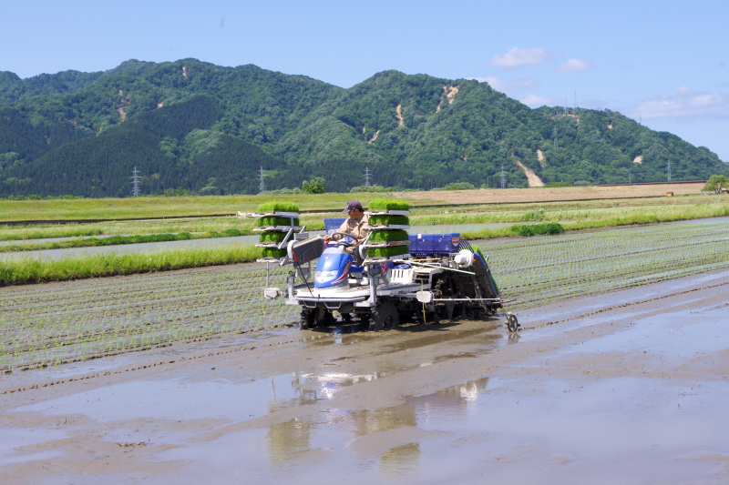 令和5年産 岩船産コシヒカリ 無農薬米 田植え