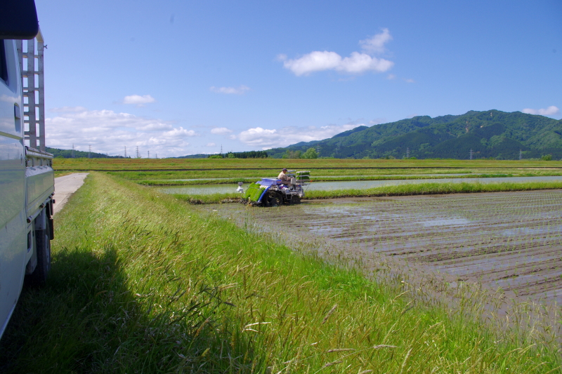 令和5年産 岩船産コシヒカリ 無農薬米 田植え