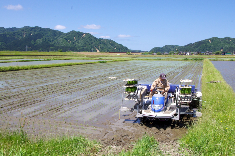 令和5年産 岩船産コシヒカリ 無農薬米 田植え