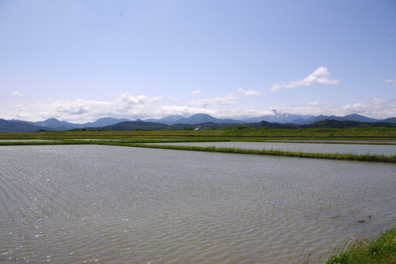 令和5年産 岩船産コシヒカリ 無農薬米 田植え