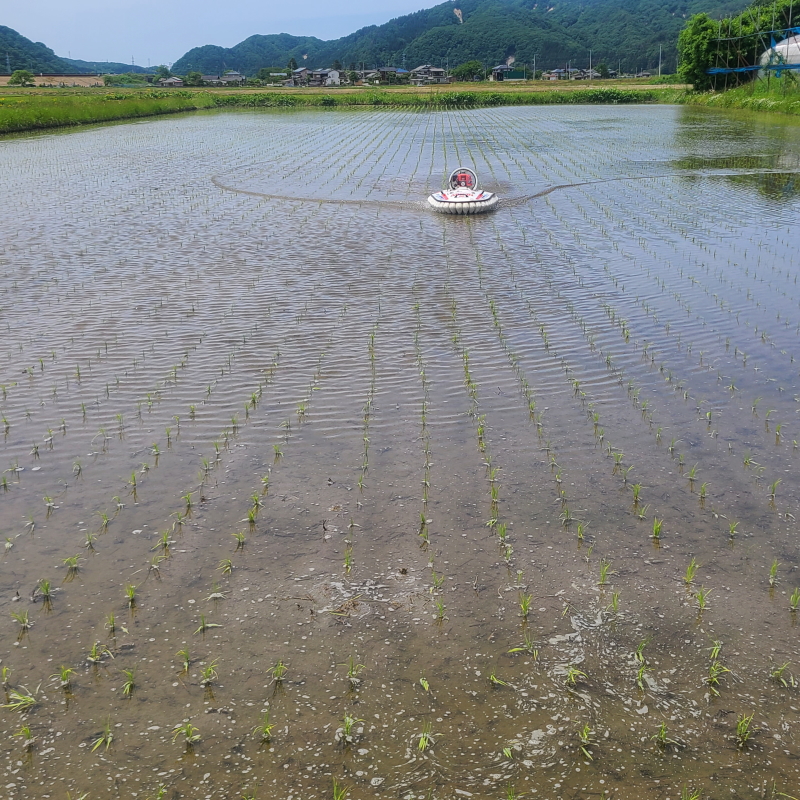 無農薬米 アイガモ待機期間はホバークラフト使ってます