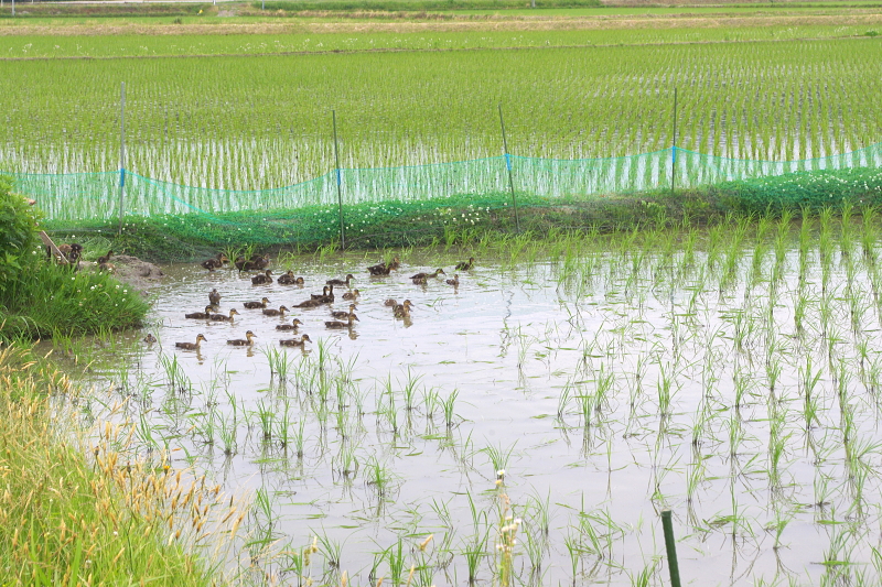 無農薬米 令和5年のアイガモ除草隊