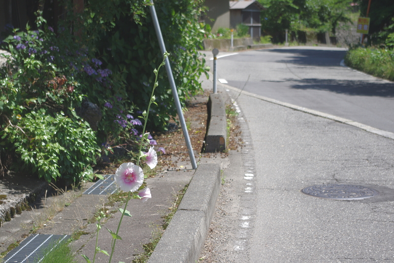 無農薬米 アイガモ除草隊 活躍中～まもなく終了