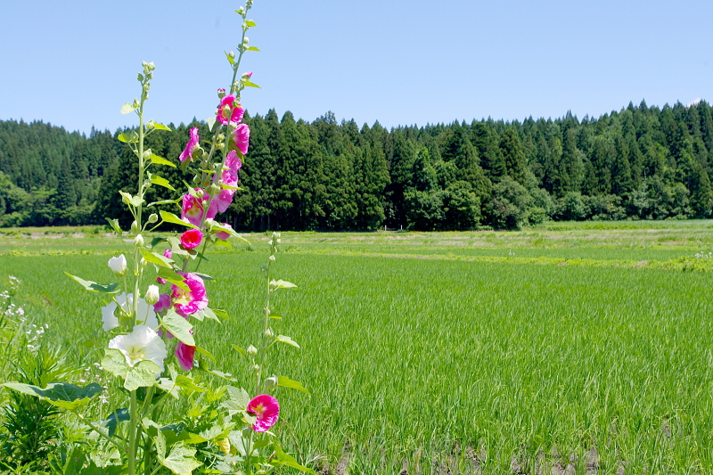 無農薬米 アイガモ除草隊 活躍中～まもなく終了