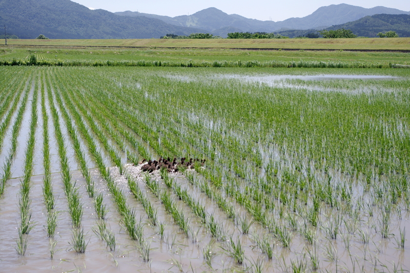 無農薬米 アイガモ除草隊 活躍中～まもなく終了