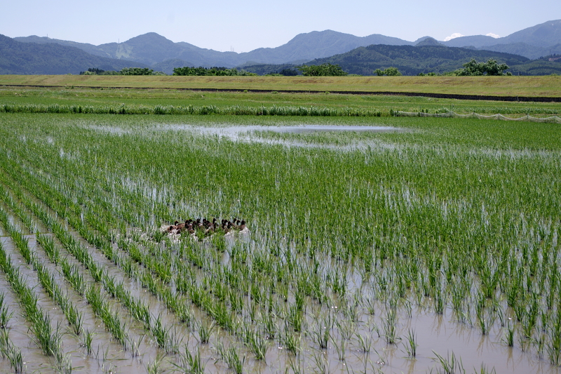 無農薬米 アイガモ除草隊 活躍中～まもなく終了