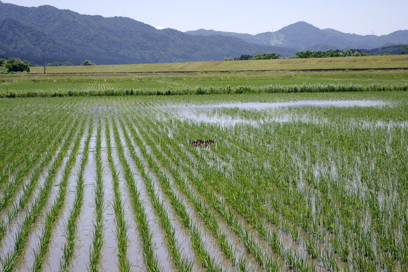 無農薬米 アイガモ除草隊 活躍中～まもなく終了