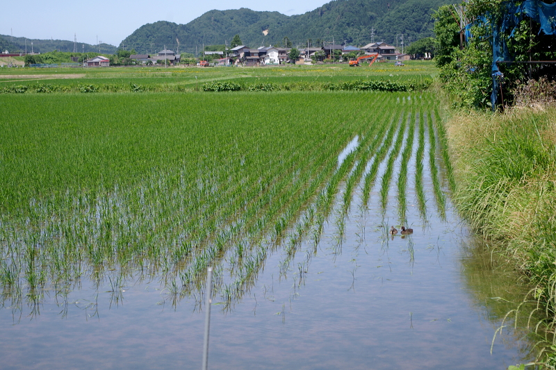 無農薬米 アイガモ除草隊 活躍中～まもなく終了