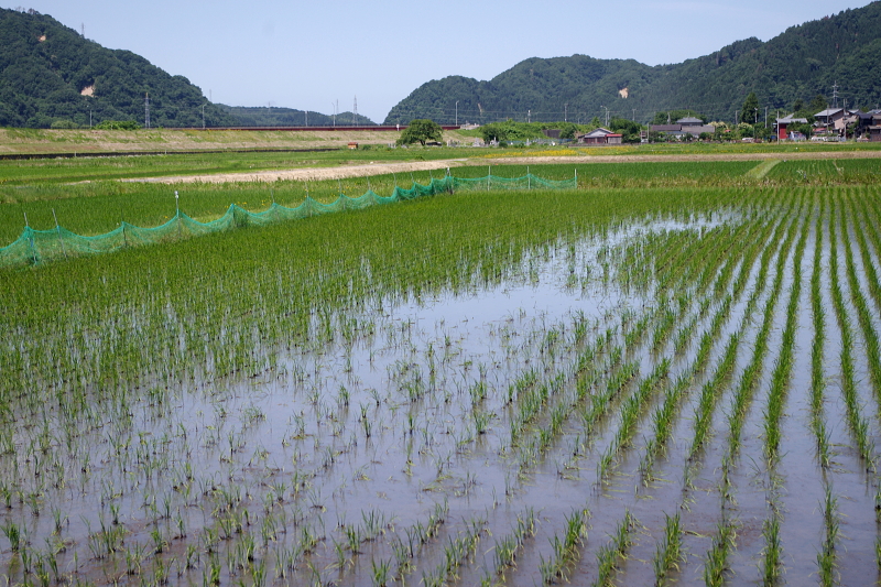 無農薬米 アイガモ除草隊 活躍中～まもなく終了