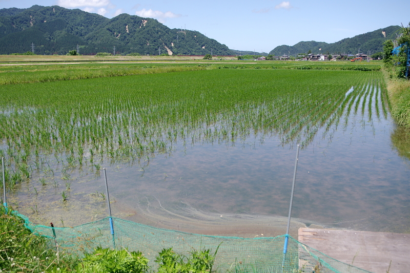 無農薬米 アイガモ除草隊 活躍中～まもなく終了