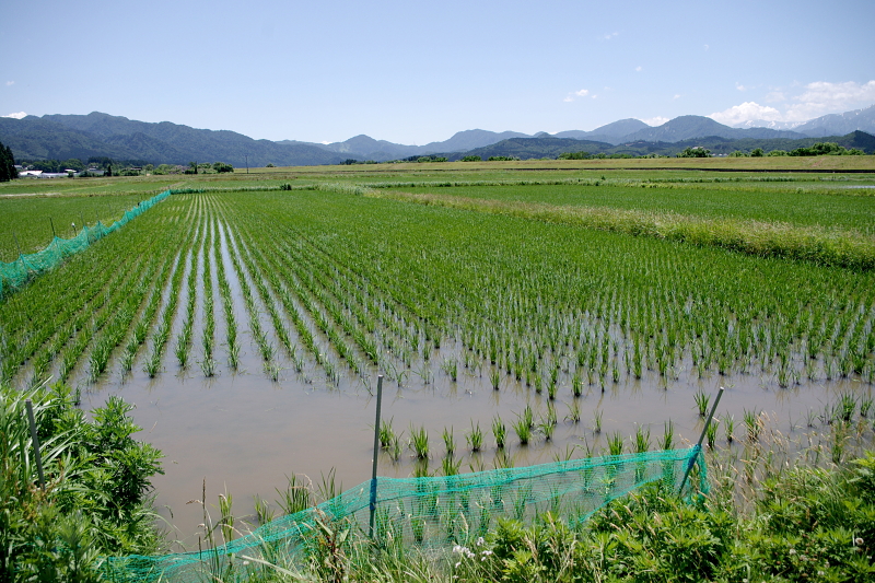 無農薬米 アイガモ除草隊 活躍中～まもなく終了