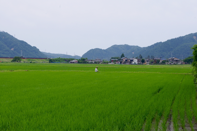 溝切り 中干し