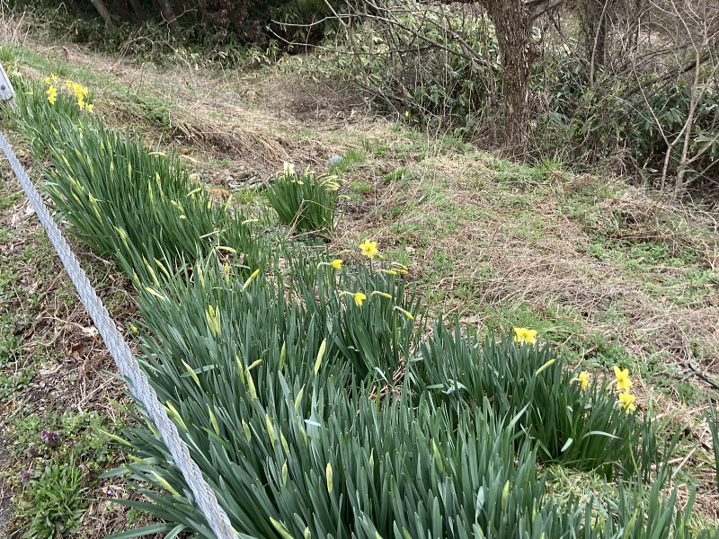 そろそろ桜前線がやってきそうです