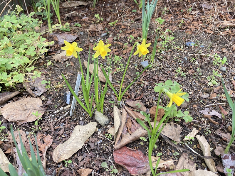 そろそろ桜前線がやってきそうです