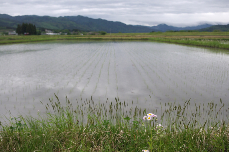 令和7年産 岩船産コシヒカリ 無農薬米 田植え