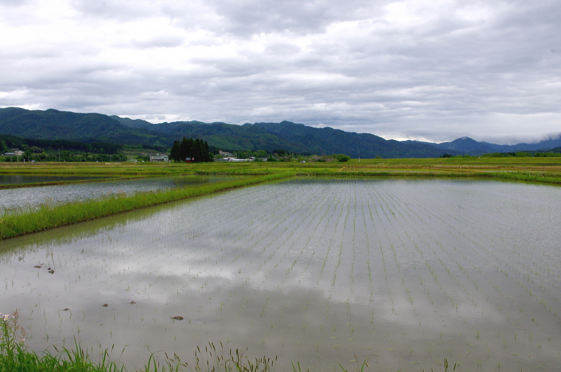 令和7年産 岩船産コシヒカリ 無農薬米 田植え