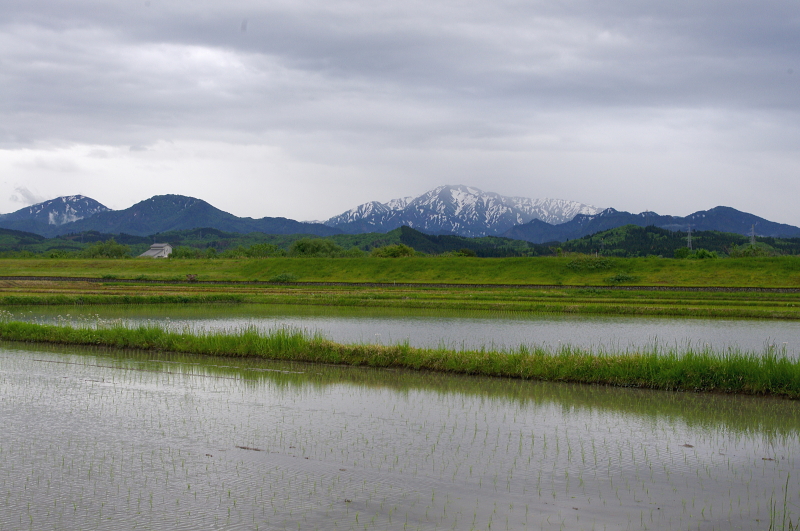 令和7年産 岩船産コシヒカリ 無農薬米 田植え