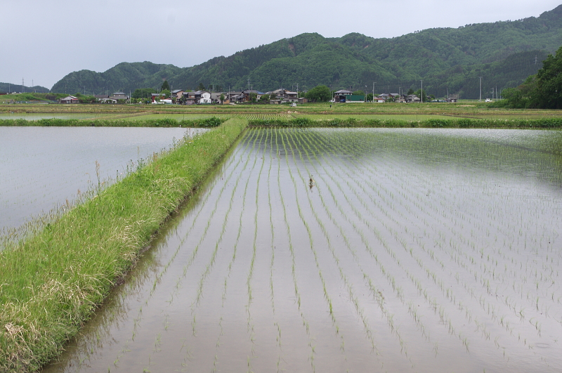 令和7年産 岩船産コシヒカリ 無農薬米 田植え