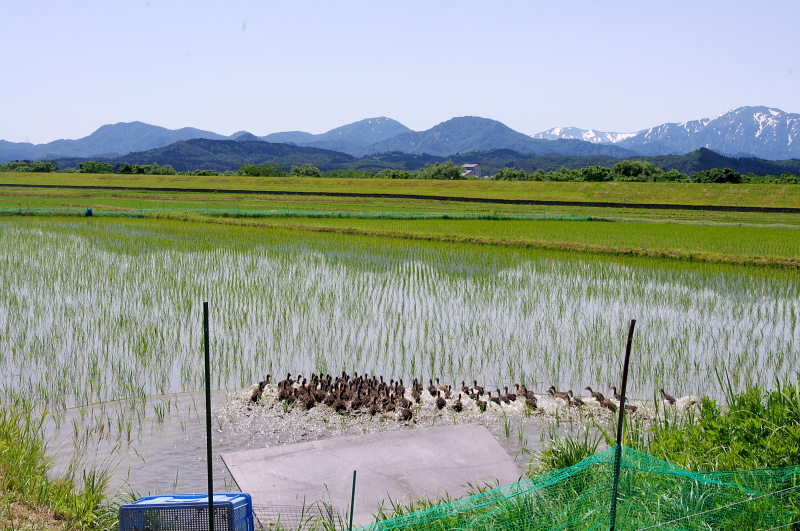 無農薬米 令和7年のアイガモ除草隊 その2 活躍中!