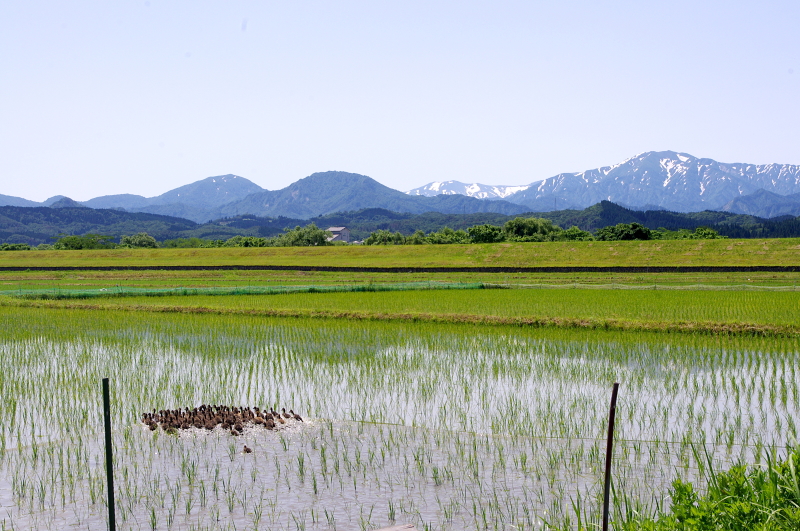 無農薬米 令和7年のアイガモ除草隊 その2 活躍中!