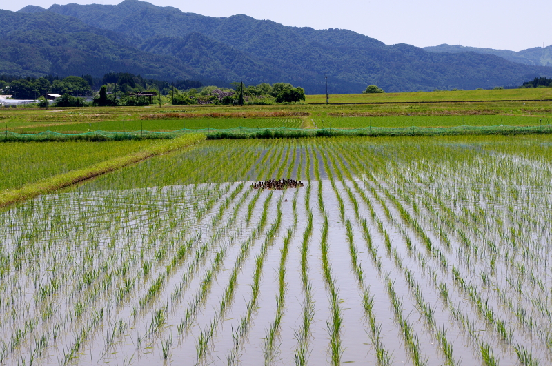 無農薬米 令和7年のアイガモ除草隊 その2 活躍中!
