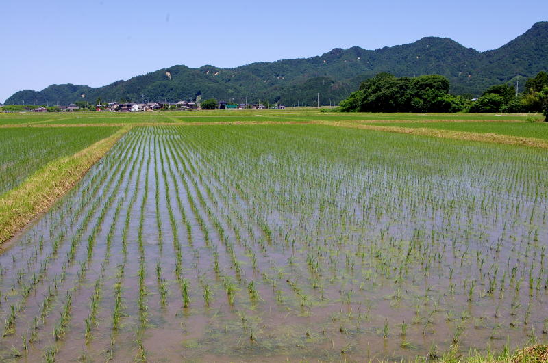 無農薬米 令和7年のアイガモ除草隊 その2 活躍中!