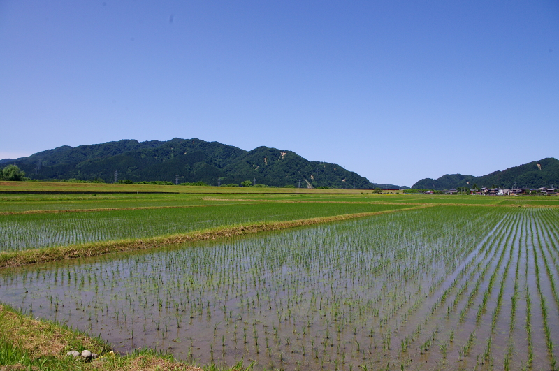 無農薬米 令和7年のアイガモ除草隊 その2 活躍中!
