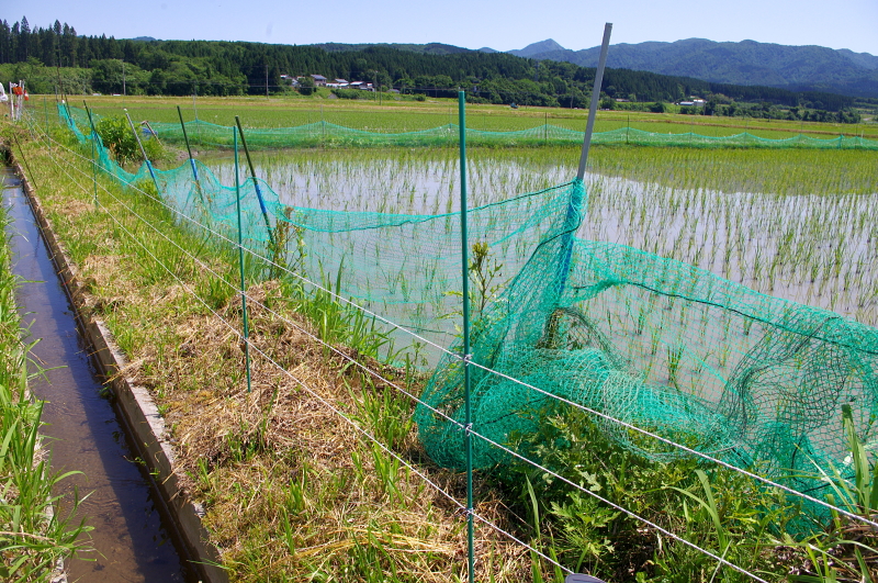 無農薬米 令和7年のアイガモ除草隊 その2 活躍中!