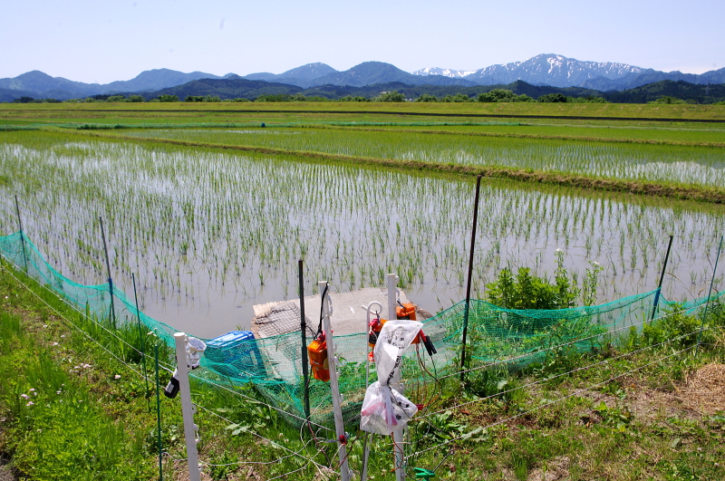 無農薬米 令和7年のアイガモ除草隊 その2 活躍中!