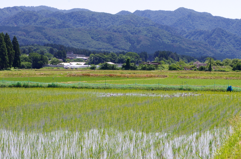 無農薬米 令和7年のアイガモ除草隊 その2 活躍中!