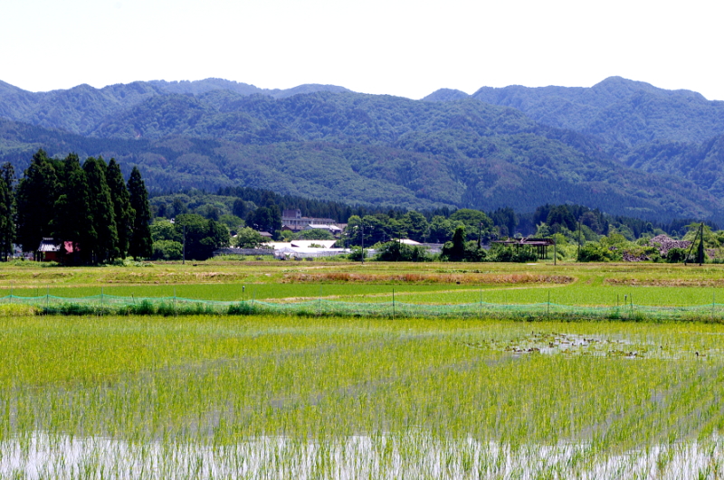 無農薬米 令和7年のアイガモ除草隊 その2 活躍中!