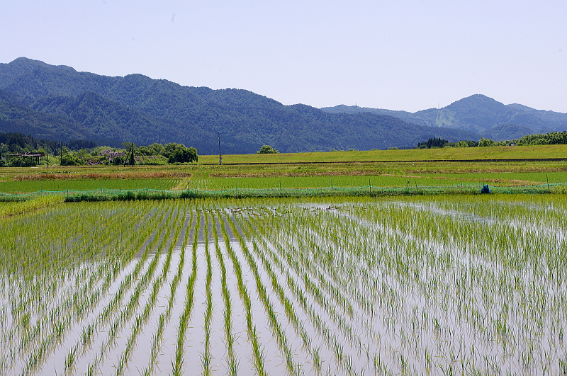 無農薬米 令和7年のアイガモ除草隊 その2 活躍中!