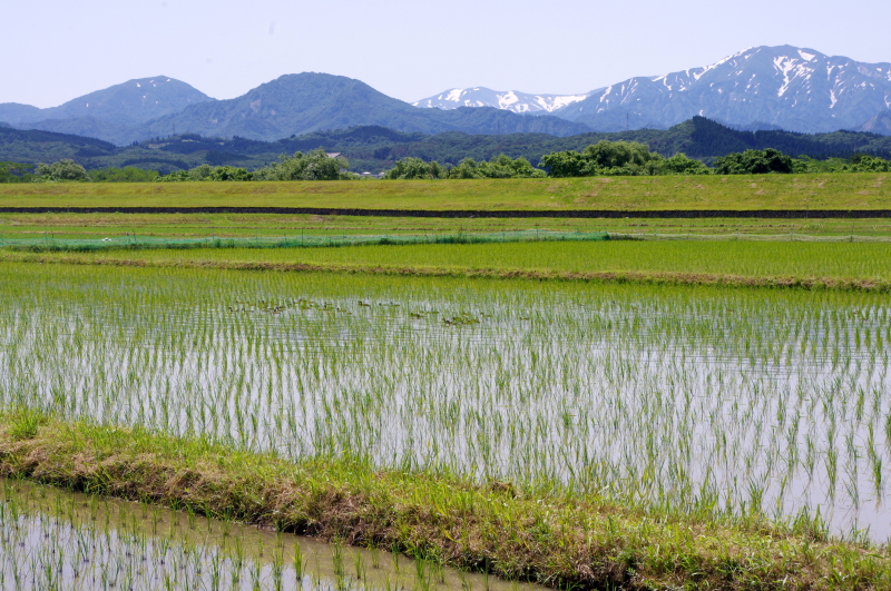 無農薬米 令和7年のアイガモ除草隊 その2 活躍中!