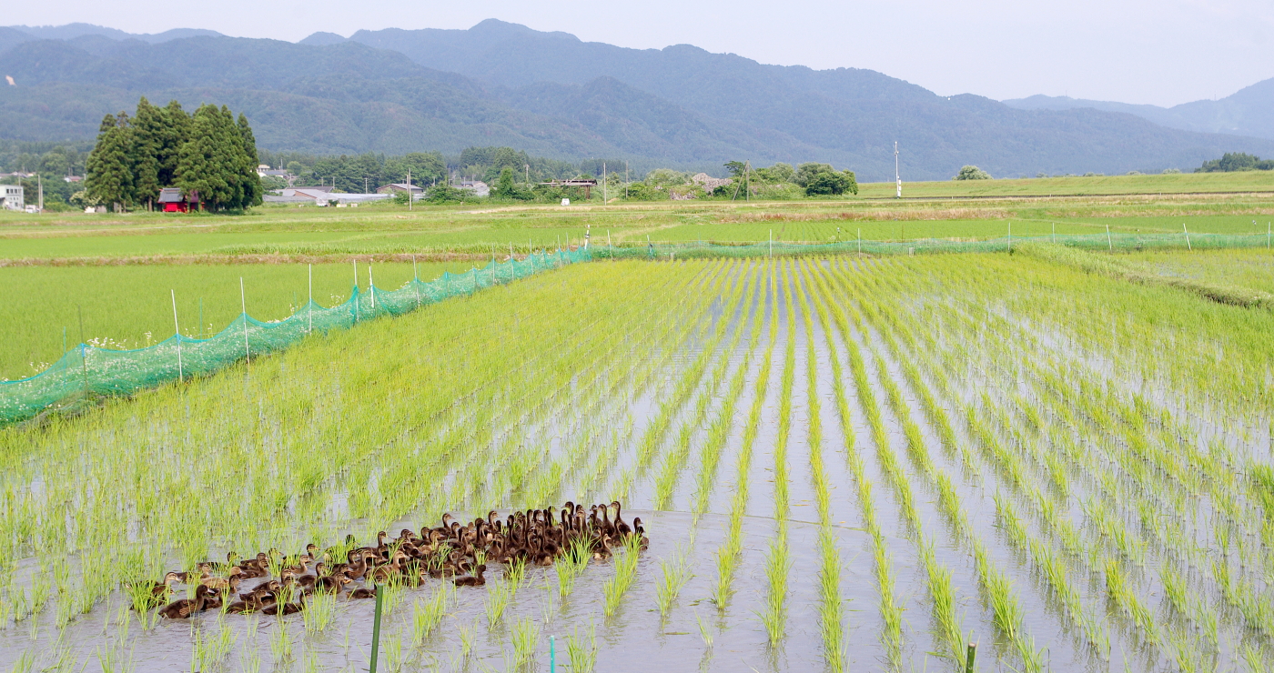 無農薬米 令和7年のアイガモ除草隊 活躍終盤の様子