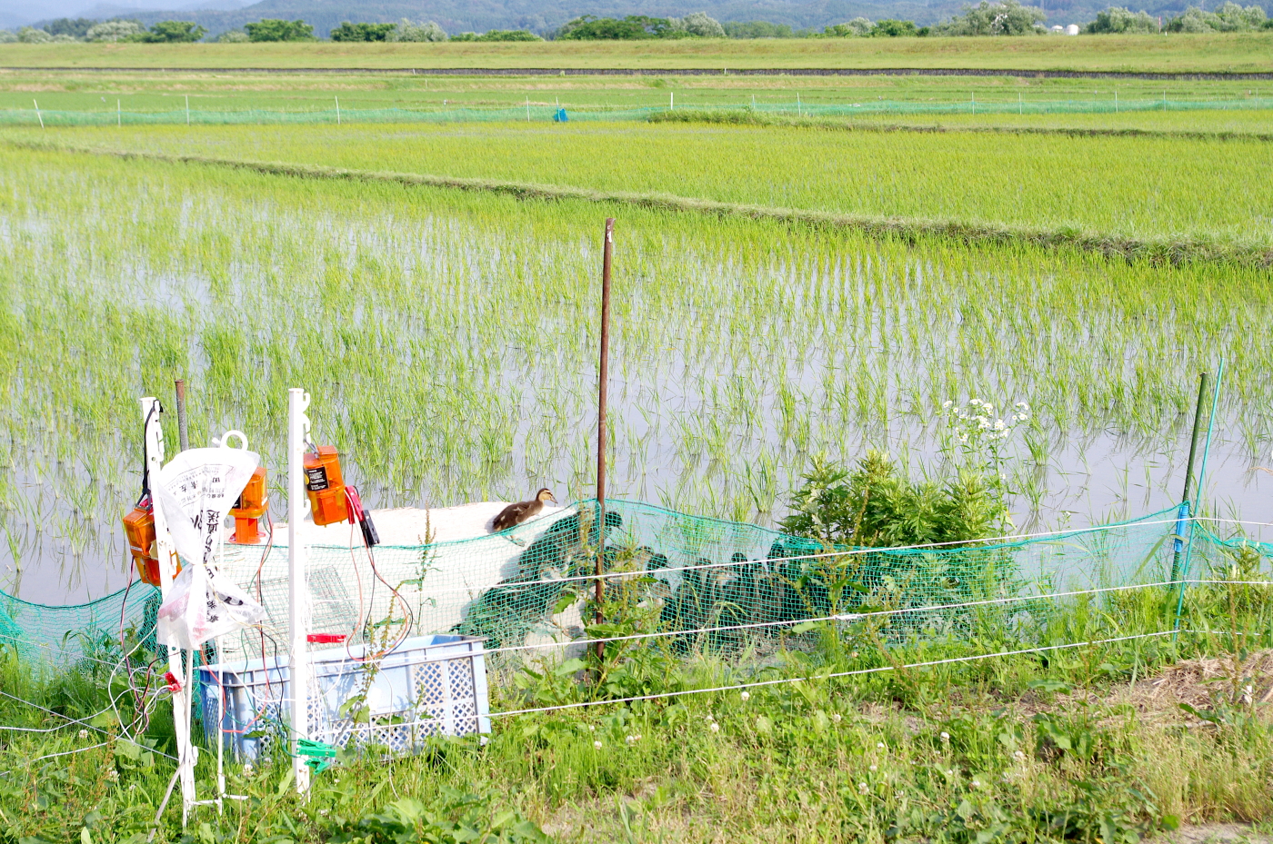 無農薬米 令和7年のアイガモ除草隊 活躍終盤の様子