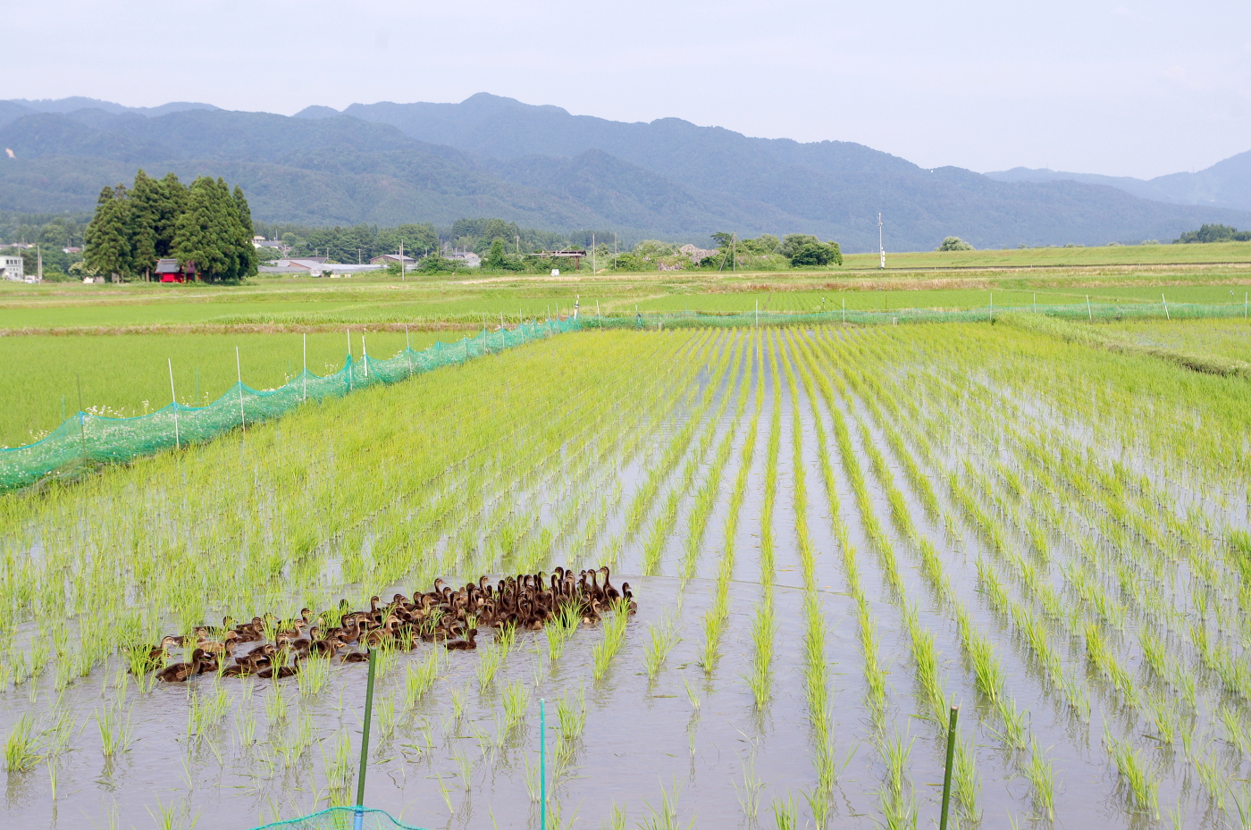無農薬米 令和7年のアイガモ除草隊 活躍終盤の様子