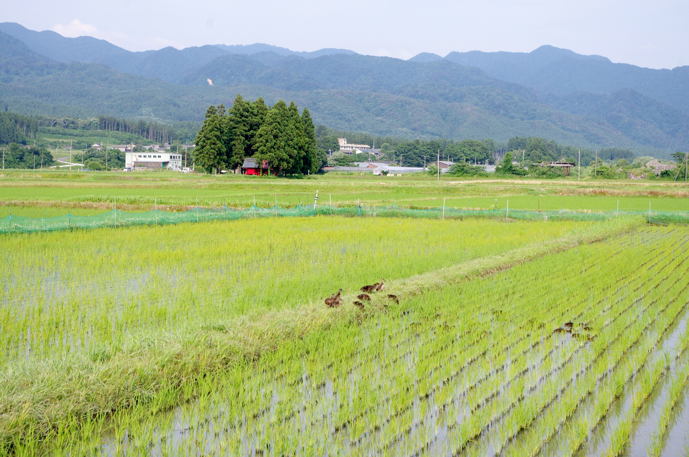 無農薬米 令和7年のアイガモ除草隊 活躍終盤の様子