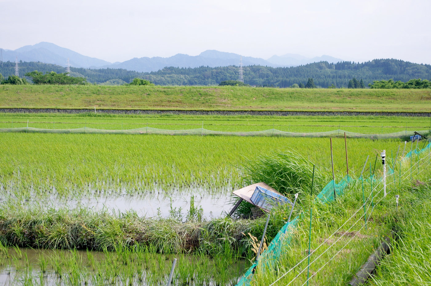 無農薬米 令和7年のアイガモ除草隊 活躍終盤の様子