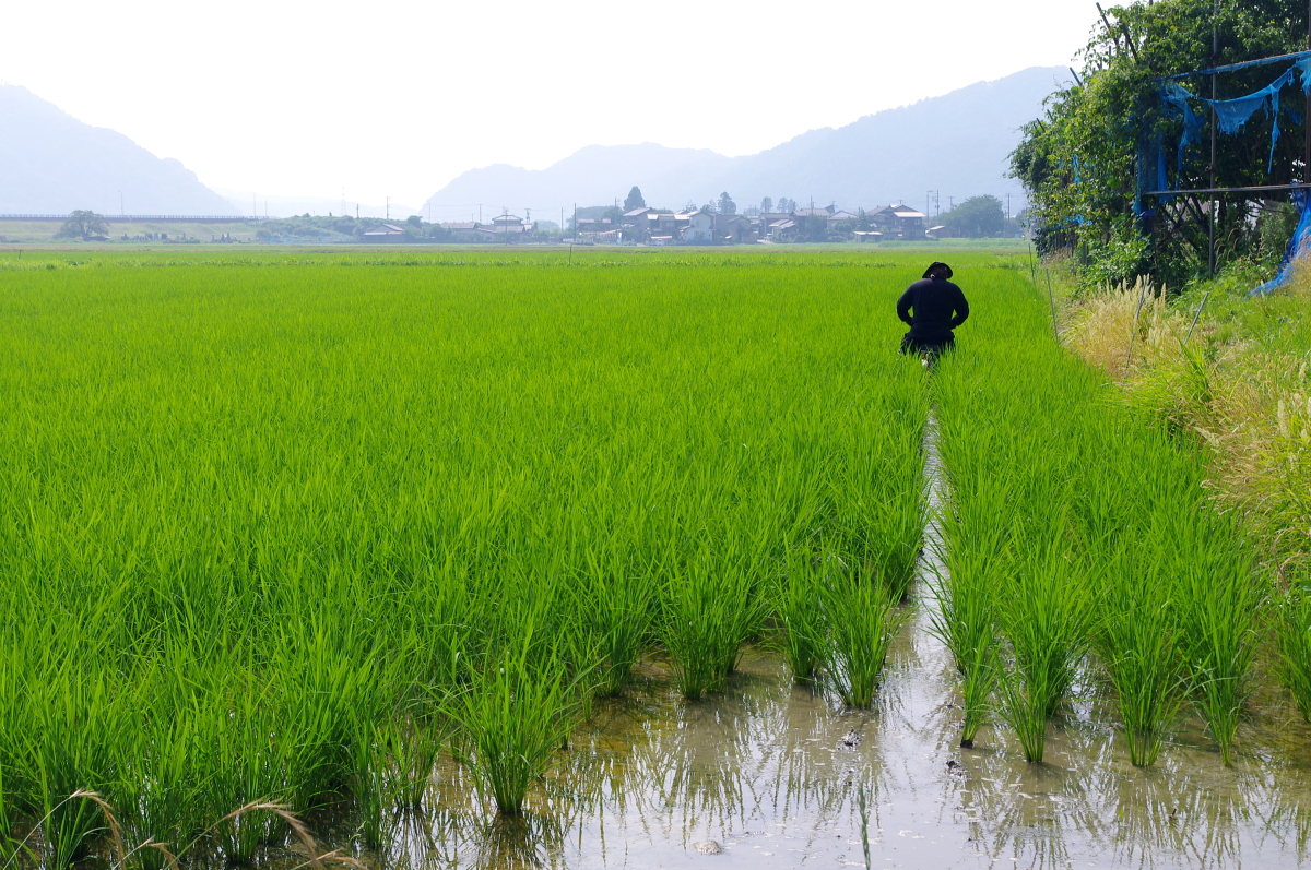 令和7年産 岩船産コシヒカリ 無農薬米 溝切り作業(追加です)