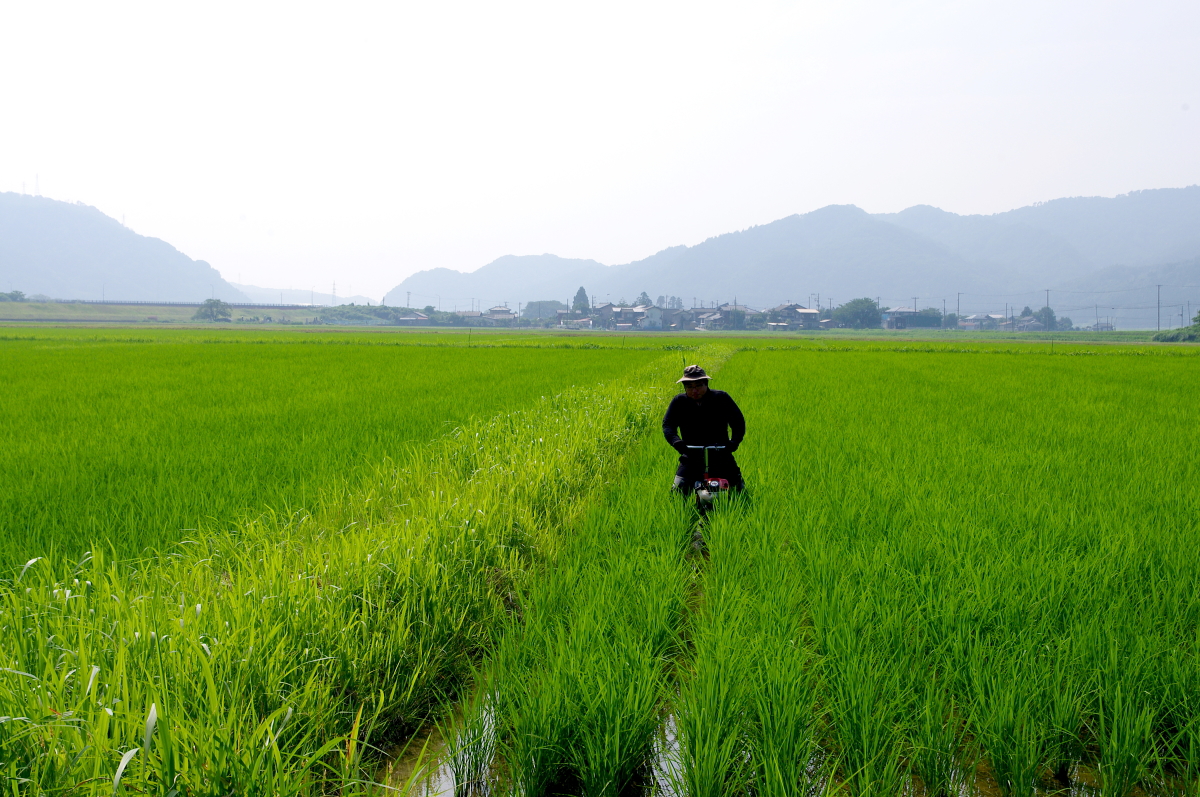 令和7年産 岩船産コシヒカリ 無農薬米 溝切り作業(追加です)