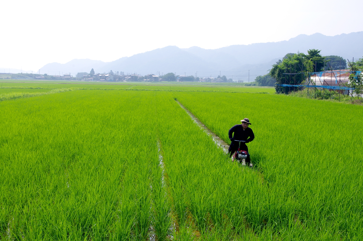 令和7年産 岩船産コシヒカリ 無農薬米 溝切り作業(追加です)