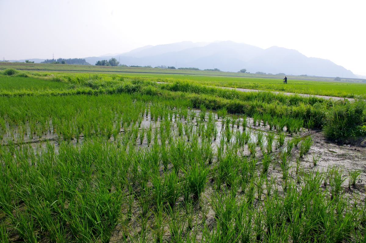 令和7年産 岩船産コシヒカリ 無農薬米 溝切り作業(追加です)